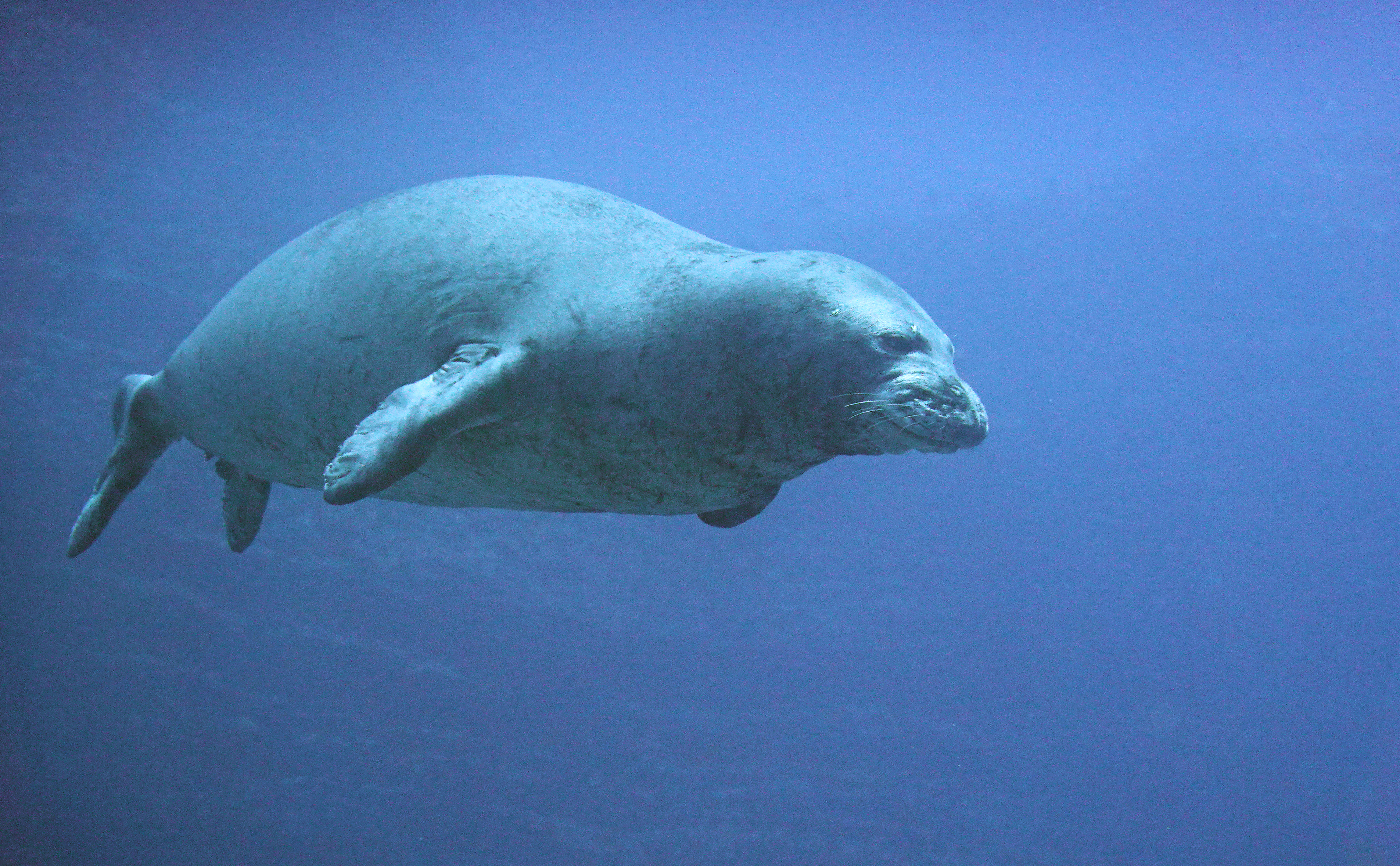 This is an image of a Hawaiian monk seal. (Photo Credit: Danny Heilprin)